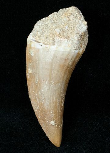 Fossil Mosasaurus Tooth #12443